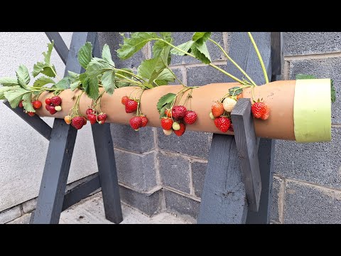 STRAWBERRY PLANTS  DIY IN PVC PIPE