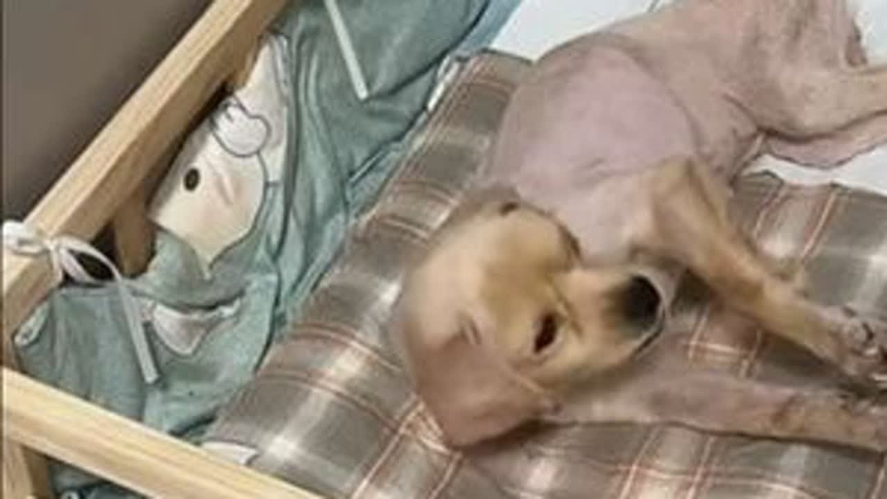 @豆包大院 小平安今天的状态越来越好了！@豆包和他的流浪狗狗们 @乳山市豆包大院宠物用品店 @豆包媳妇 