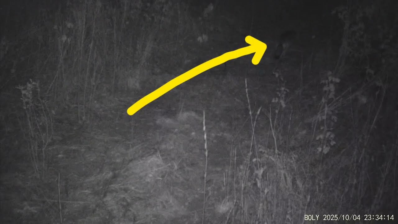 Кто охотится на Лошадей в лесу? Хищники не спят! 