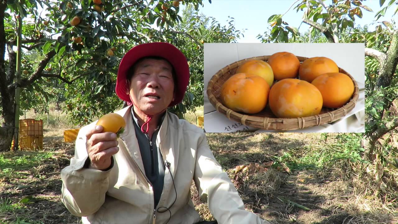 단감나무재배법,단감의 품종,부유,차량,태추,감풍,조안,단감의 품종,김호영농부,자풍농원,