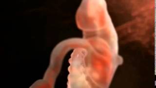 Gestation A Calfs Journey