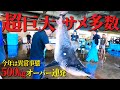 【モンスター連発】500キロ超の巨大サメと人喰いホホジロザメの目撃情報が恐ろしすぎる…