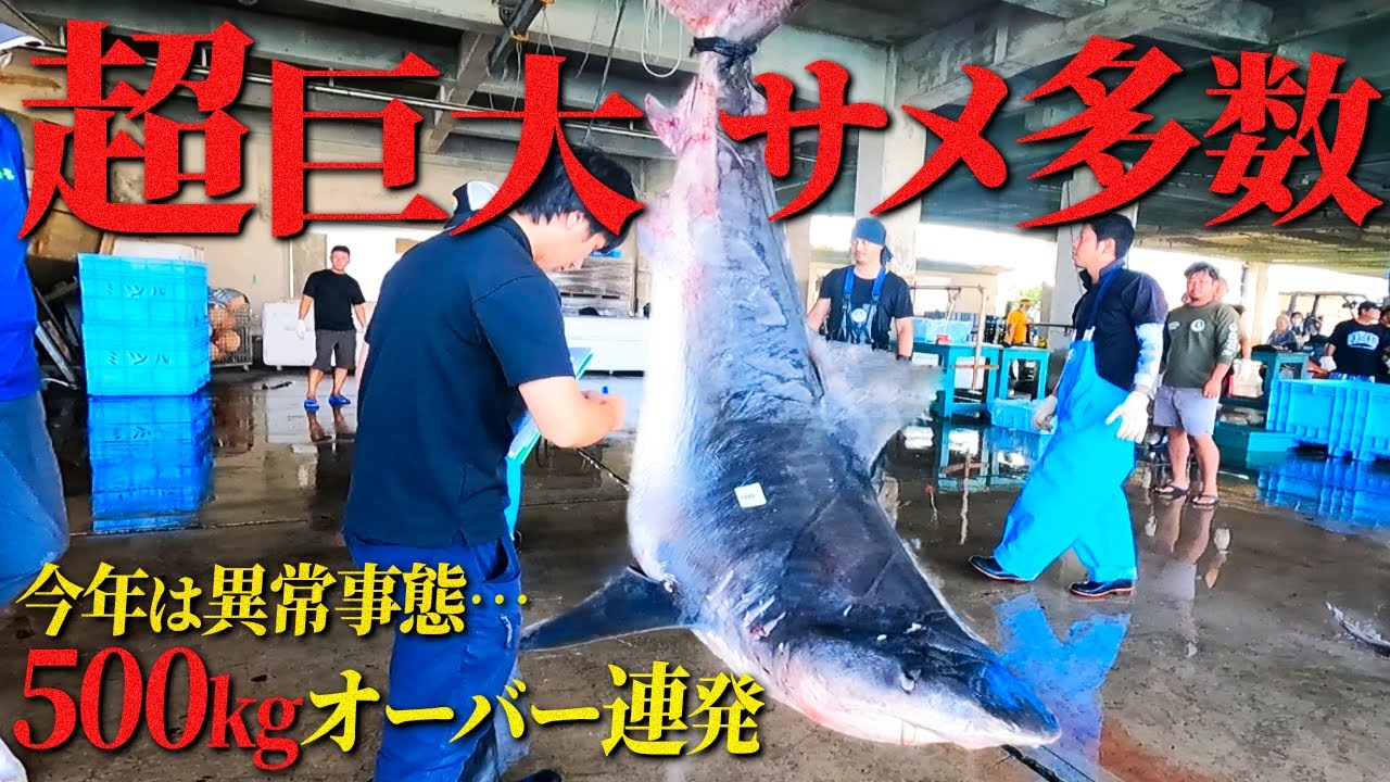 【モンスター連発】500キロ超の巨大サメと人喰いホホジロザメの目撃情報が恐ろしすぎる…