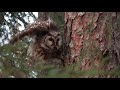 🇬🇧 Boreal owl - 🇫🇮 Helmipöllö - 🇫🇷 Chouette de Tengmalm (Aegolius funereus)