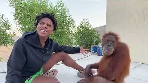 iShowSpeed Meets a MONKEY For the FIRST Time.. 😂