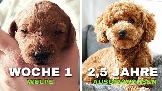 Zwergpudel wächst auf  Woche 1 bis 2,5 Jahre  Tägliche Aufnahmen  Zwergpudel Welpe & Ausgewachsen