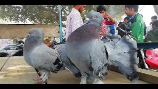 Green Laka Pigeons | Costly Pigeons