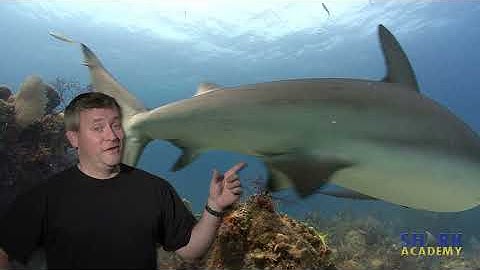 Male versus Female Sharks | SHARK ACADEMY