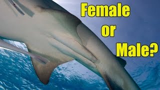Male versus Female Sharks | SHARK ACADEMY