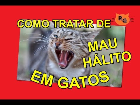 Vídeo: Mau Hálito (crônico) Em Gatos