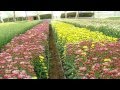 Cultivo de Crisantemo en Japón - Flor Imperial - TvAgro por Juan Gonzalo Angel