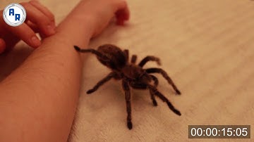 Tarantula Climbing, Spider Walking Over Log, Rose Hair Tarantula Crawling ~ Animation References