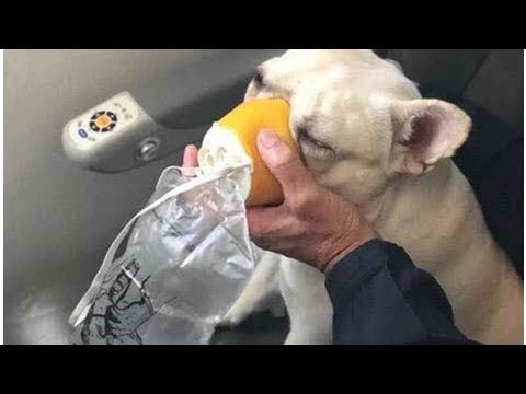 Video: Fransk Bulldogs Liv Reddet På JetBlue-flyvning Takket Være Besætningsmedlemmer