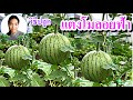วิธีปลูกแตงโมลอยฟ้า แบบละเอียด ให้ได้แตงโมลูกสวย หวานอร่อย น้ำหนักดี ปลูกแตงโมปลอดสาร แตงโมอินทรีย์