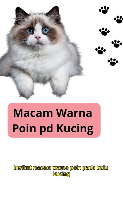 Macam warna point pd Bulu Kucing