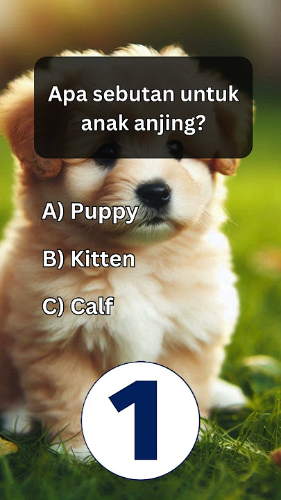 'Kira-kira bisa nggak kamu jawab soal ini?' #UjiOtak #CobaJawab #TebakJawaban