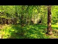 4K Forest Healing Sounds Soothing Birdsong And Greenery For Relaxation 