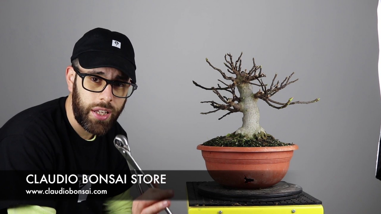 POTATURA AUTUNNALE BONSAI FICO