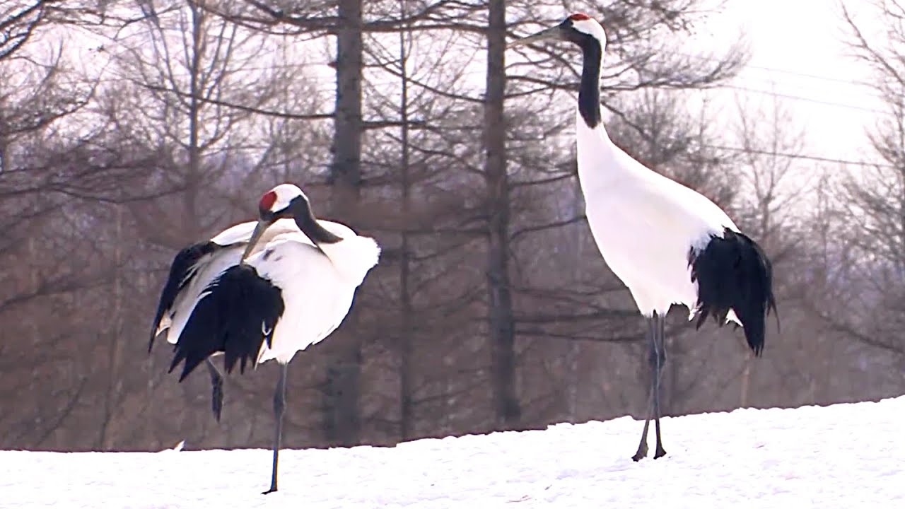 [#SBS스페셜] 살아있는 화석, 두루미의 위기?! 장수와 행운의 상징으로 사랑 받아온 천연기념물 두루미에 대하여😎 EP.150-1 #두루미_떠나가는천년학 #SBSstory