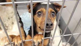 acs A653787