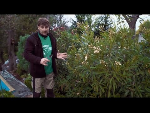 Video: Kvet omladený: výsadba a starostlivosť
