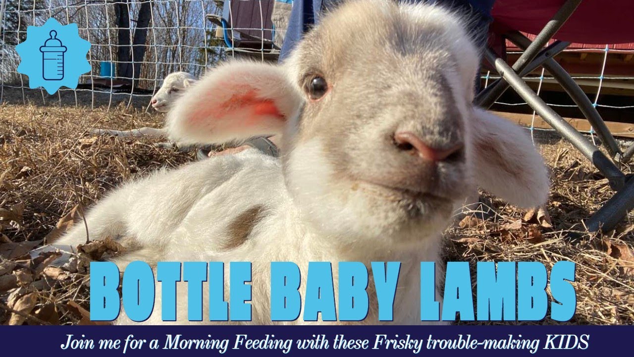 Bottle Baby Lambs & my Morning Chores YouTube