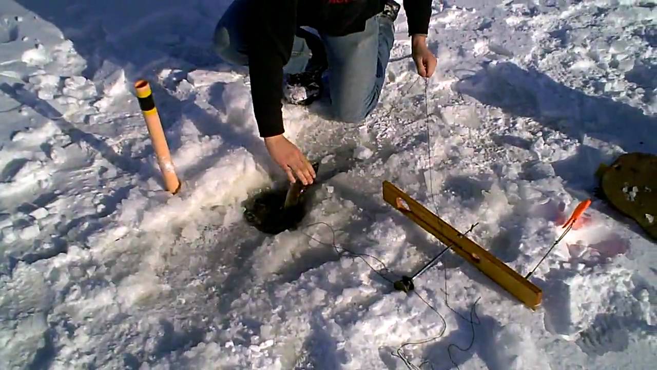 Giant walleye through the ice on beaver dam tip up YouTube