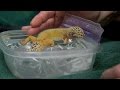 After Surgery, This Tiny Gecko Nestles Up on a Tiny Waterbed