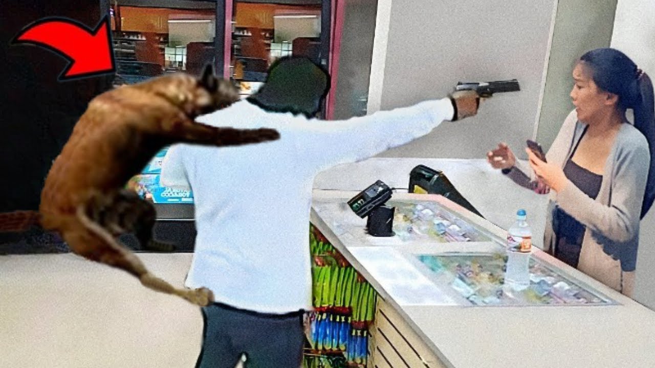 100 Animales H�roes Que Salvaron Vidas Humanas | �Lo Mejor De 2023!