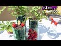 Como Plantar Morango da Fruta (3 FORMAS EFICIENTES E FÁCEIS)
