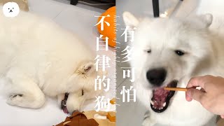 【南瓜PUMPKIN】不自律的狗有多可怕 Daily Routines &amp; Habits Of Lowly Organized Dog (薩摩耶Samoyed)