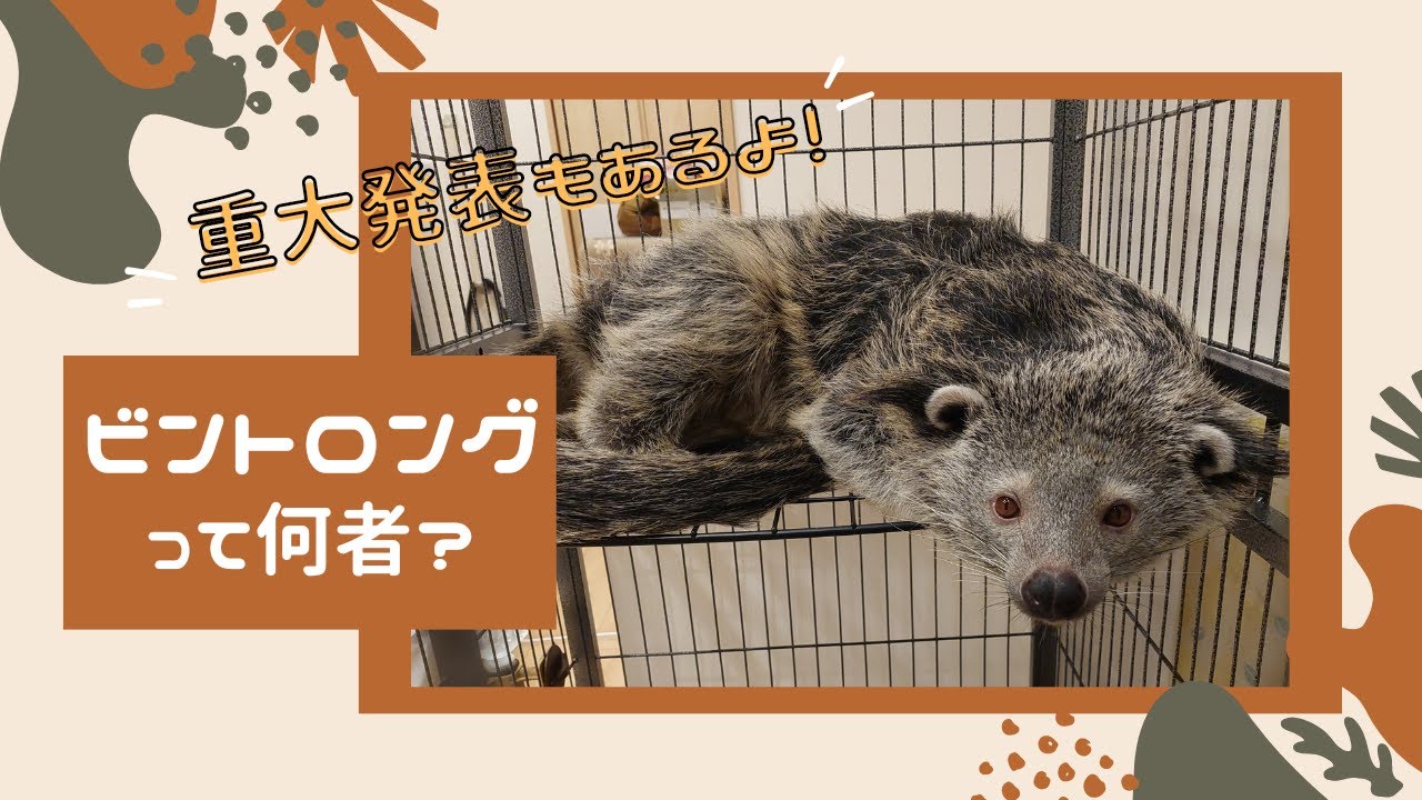 【世界ビントロングの日】見た目はクマ？　飼えるの！？　ビントロング紹介動画【最後に重大発表】