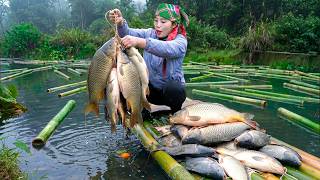 Single Mom Uses Bamboo Raft to Catching Carp | Selling at Market and Cooking Nutritious Lunch
