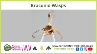 Braconid Wasps