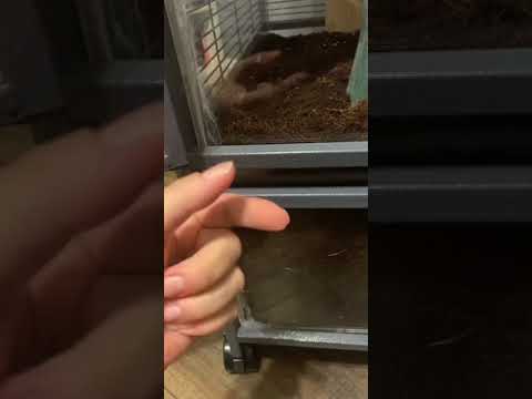 Measuring a Double Critter Nation for a Base Pt. 1