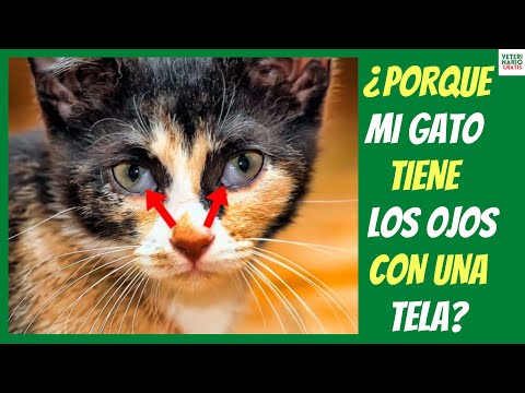 Video: Problemas de los ojos en los gatos