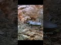 Stag Beetle Battle: Epic Wildlife Fight for Sap | Wild Earth Vision