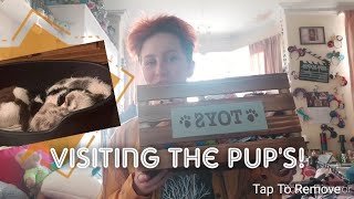 Puppy Visit! //When are they coming home?