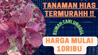 Cara Poles STAINLESS STEEL & LOGAM dengan BATU IJO LANGSOL seperti di CHROME. 