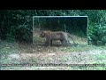 A full-bellied leopard naps beside his reflection in a mirror and dreams of his next prey!