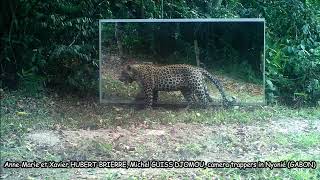 A Full-Bellied Leopard Naps Beside His Reflection In A Mirror And Dreams Of His Next Prey!