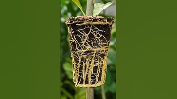 🌿I Propagated a Lemon Tree in 1 Month Using Cucumber Power⚡ #lemontree