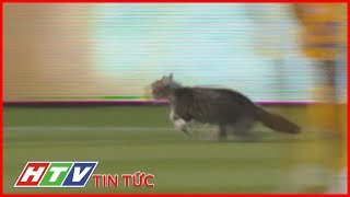 MÈO CHẠY VÀO SÂN TRONG TRẬN ĐẤU BÓNG ĐÁ TẠI MỸ | HTV TIN TỨC screenshot 5