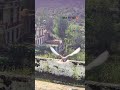#kabootar #pigeontipssubhasish #pigeon #kabutar #birds #youtubeshorts #allnewkabootartips
