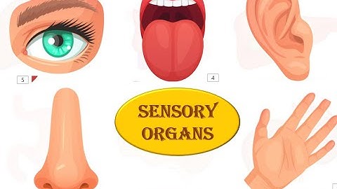 Std :4th |Sub: EVS (1) Topic :11. A look inside the body Part 1