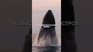 Прекрасный Кольский полуостров #short #shorts #путешествия #север #отдых