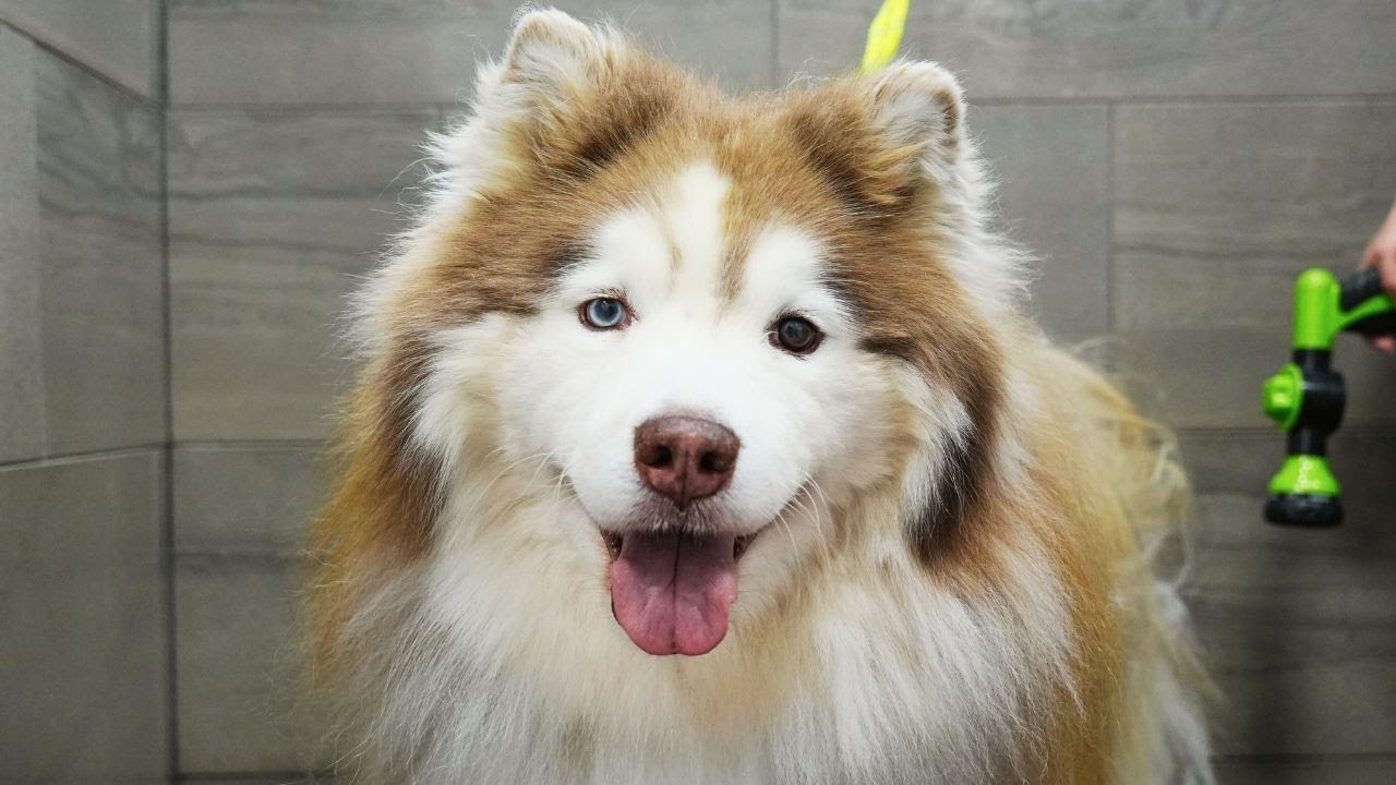 ⁣EXTREME Wooly Husky with an incredible transformation!