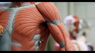 شرح الجهاز العضلي The muscular system