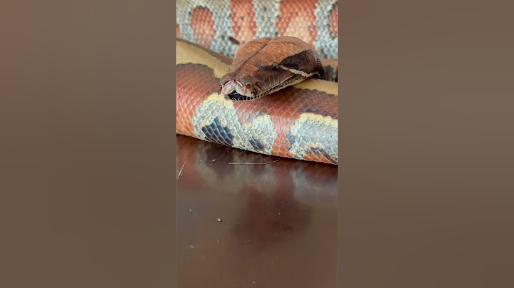 Beautiful Python