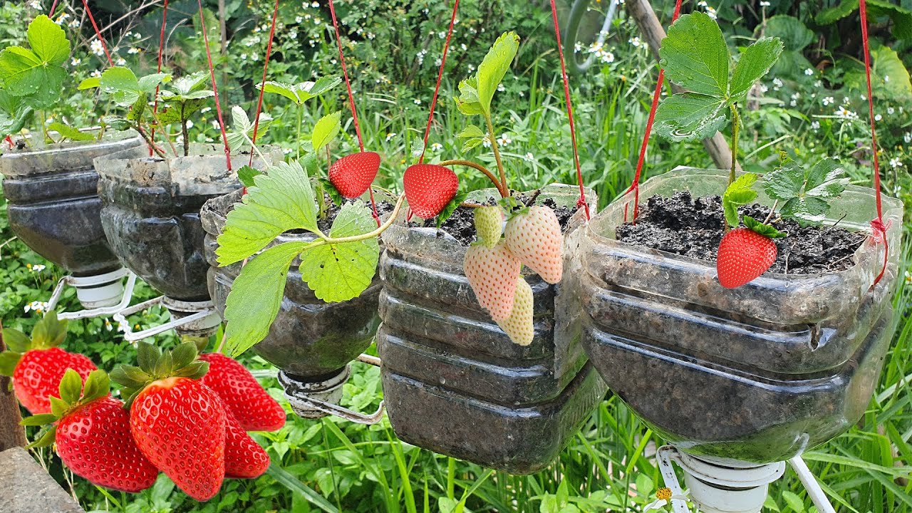 grow strawberries on trellises and grow chili plants in plastic bottlesArt Garden YouTube